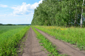 Dirt Road Through Lush Green Fields and Birch Trees under a Blue Sky