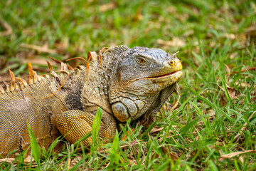 Close-up Portrait of Green Iguana (Iguana iguana) 