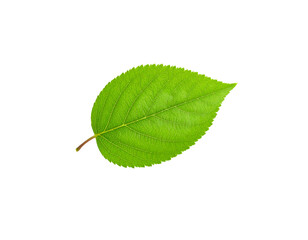Fototapeta premium green leaf isolated on white