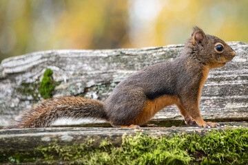 Squirrel exploring a mossy log in a forest during early autumn