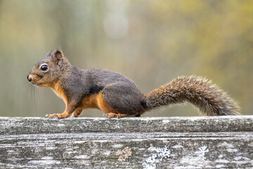 Squirrel exploring a wooden railing in a forest during autumn