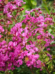 百日紅、夏のピンク