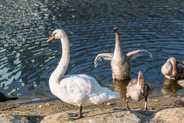 Wild swans with their offspring on a pond in the reeds. Incredibly beautiful nature and birds.