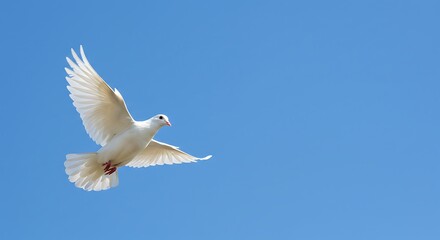 White Dove Soaring in Clear Blue Sky Represents Peace and Freedom