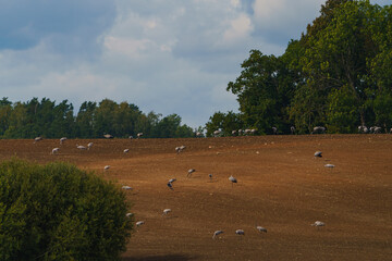 Cranes in the field after sowing grain © talavietis