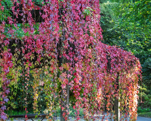 Vibrant autumn foliage cascades over wooden structure in a serene park setting during late afternoon light