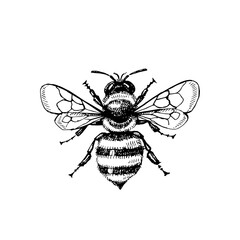 Hand drawn bee sketch. Isolated vector illustration on white background. Honey packaging design