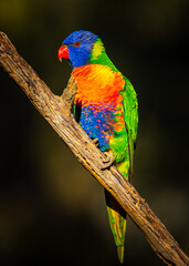Rainbow lorikeet parrot
