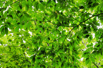 都心散歩　雨上がりの浜離宮