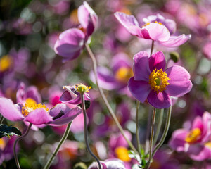 Beautiful garden blooms in springtime sunlight showcasing vibrant pink flowers and lush greenery