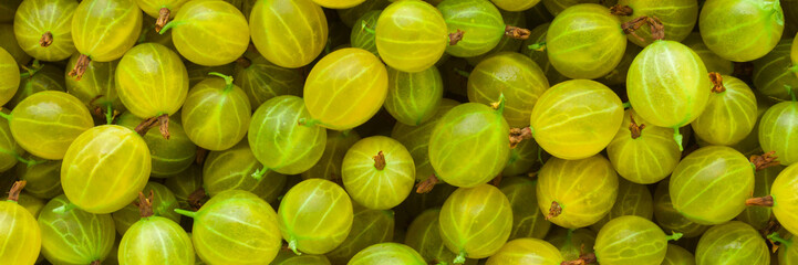 Green gooseberries background. Fresh berries. Wide banner. Closeup. Top down view.