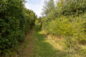 Sunlit grassy path lined with tall, dense green bushes on both sides in a rural area.