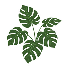 Monstera Plant with Large Green Leaves in White Background