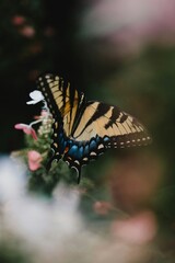 butterfly on a flower