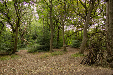Fototapeta premium Forest scene with multiple pathways surrounded by tall trees and a ground covered in fallen leaves