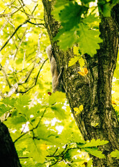 A squirrel climbing up a tree trunk surrounded by bright green leaves in a forest