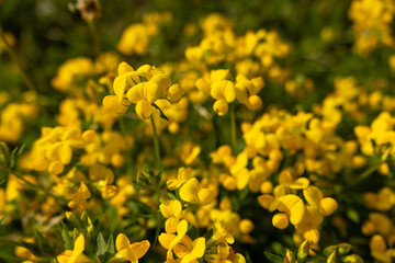 Vibrant yellow wildflowers in full bloom, captured in a close-up with a soft, blurred background