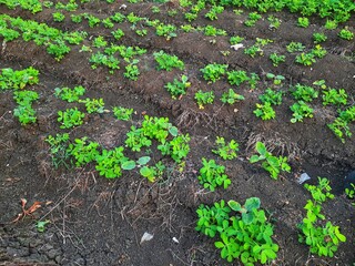 Peanut plant Arachis hypogaea in a garden photography