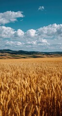 Golden wheat field stretches to a distant landscape under a vibrant blue sky dotted with fluffy white clouds