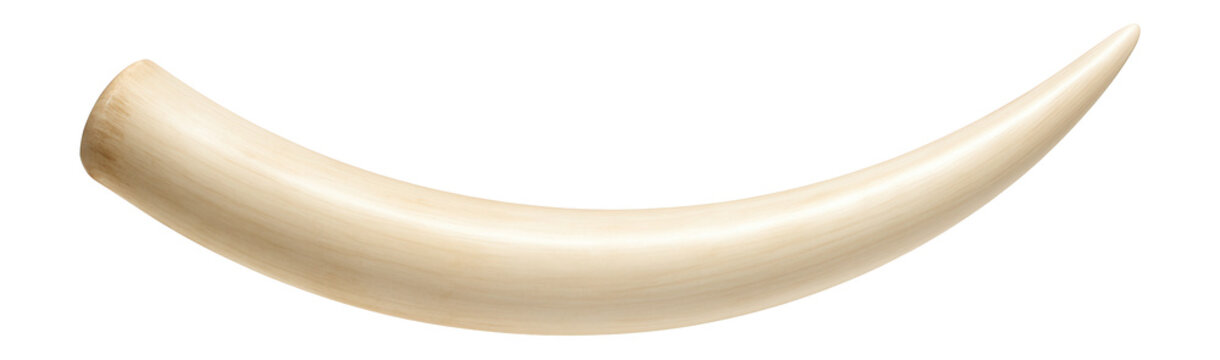 African elephant tusk with smooth ivory surface and gentle curve