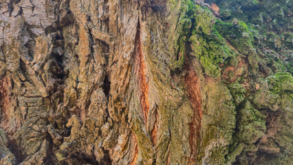 Textured bark of an old tree. Covered with moss and cracks. Furniture production