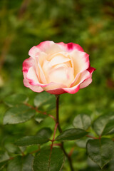 różowo biała róża,kwiat,ogród 