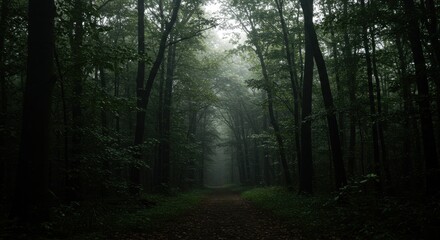 Fototapeta premium Walking Path Through a Foggy Dark Forest with Tall Trees