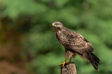 Common Buzzard (Buteo buteo) searching for food in the forest of Noord Brabant in the Netherlands. 