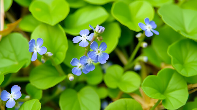 European speedwell, Veronica beccabunga, also known as brooklime, wild aquatic plant from Finland