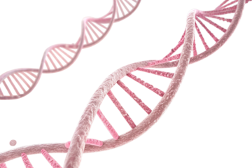 dna strand on white background