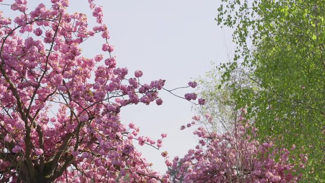 Slow motion of beautiful full bloom cherry blossom during spring in a Parisian Garden