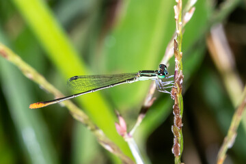 Tiny Green Damselfly with Orange-Tipped Tail on Plant Stem