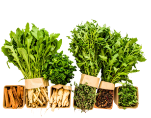 Collection of fresh herb leaves. arugula Spices, herbs on a white table. PNG Food bac