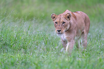 Lion female hunting. Lioness searching for food in the Kruger National Park in the green season in South Africa