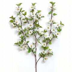 Blooming cherry branches with white flowers on a clean background on white background