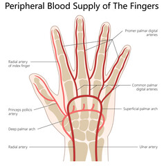 Naklejka premium arterial blood supply to the fingers, including radial, ulnar, palmar arches, and digital arteries structure diagram hand drawn schematic vector illustration. Medical science educational illustration