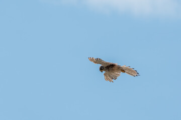 Common kestrel, Falco tinnunculus, hovered in the air in search of prey