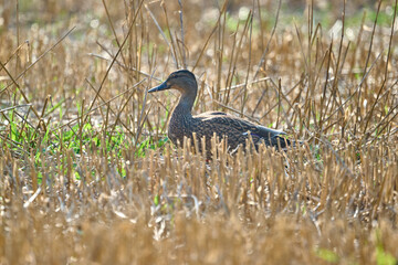 mallard ducks after wheat harvest 