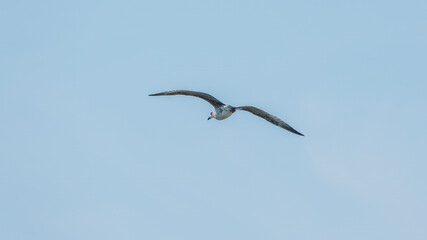 Common kestrel, Falco tinnunculus, hovered in the air in search of prey