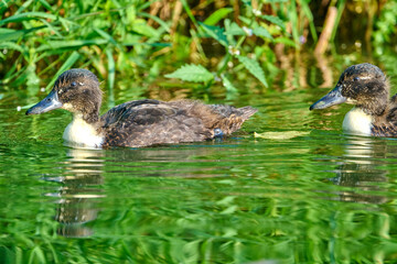 juvenile duck on the river at summer morning