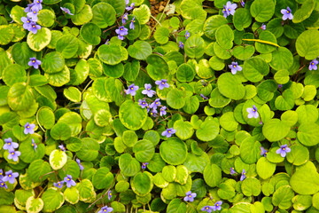 Small purple African violet flowers among dense green leaves.