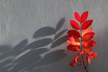 Vivid red autumn leaves against a light gray wall, casting long shadows