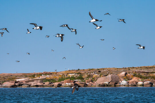 Razorbills, Alca Torda, colony
S&auml;lsk&auml;r  &Aring;land Islands Finland