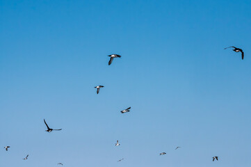 Razorbills, Alca Torda, flying
 Åland Islands Finland