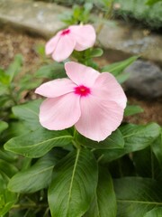 Detailed Photo of Catharanthus Roseus Flower