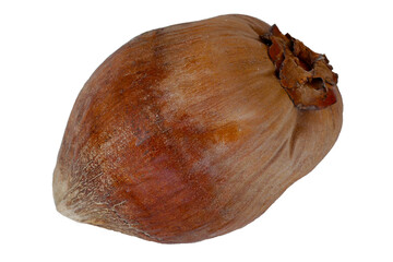 A dried coconut with a rough brown husk.