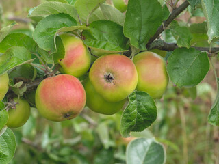 Apples ripening on a tree branch, variety Cockpit