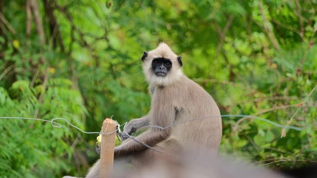 Close wildlife portrait of a Hanuman langur with a black face and light fur in a tropical environment. The animal rests beside human-made wires, suggesting human&ndash;wildlife interaction.