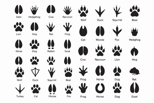 Silhouettes of animal footprints – black vector tracks of birds, reptiles, and mammals. includes paw prints, hoof marks, and steps from wolf, duck, frog design.