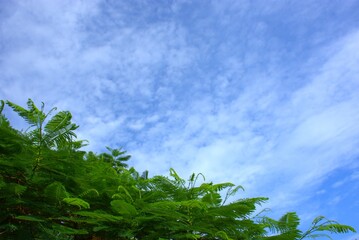 Closeup of fresh tropical Delonix regia tree leaves under a sunny blue sky with soft white clouds. Ideal for travel brochures, eco projects, environmental campaigns, and natural background designs
